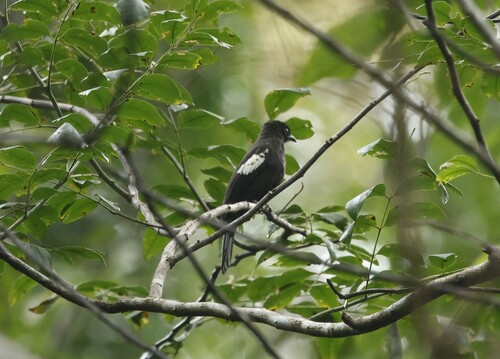 Black-and-white Bulbul (Microtarsus melanoleucos), photo 2