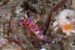 Flabellina