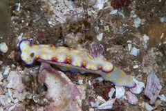 Hypselodoris pulchella