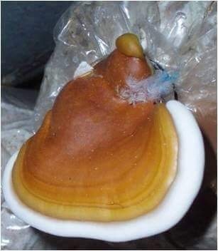 Tomophagus
