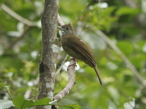 Grey-cheeked Bulbul (Alophoixus tephrogenys), photo 3
