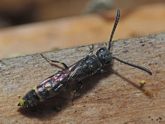 Monosapyga clavicornis