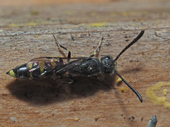 Monosapyga clavicornis