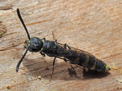 Monosapyga clavicornis