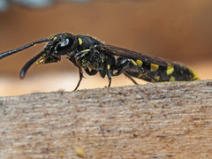 Monosapyga clavicornis