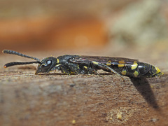 Monosapyga clavicornis