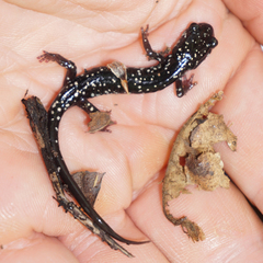 Plethodon kentucki