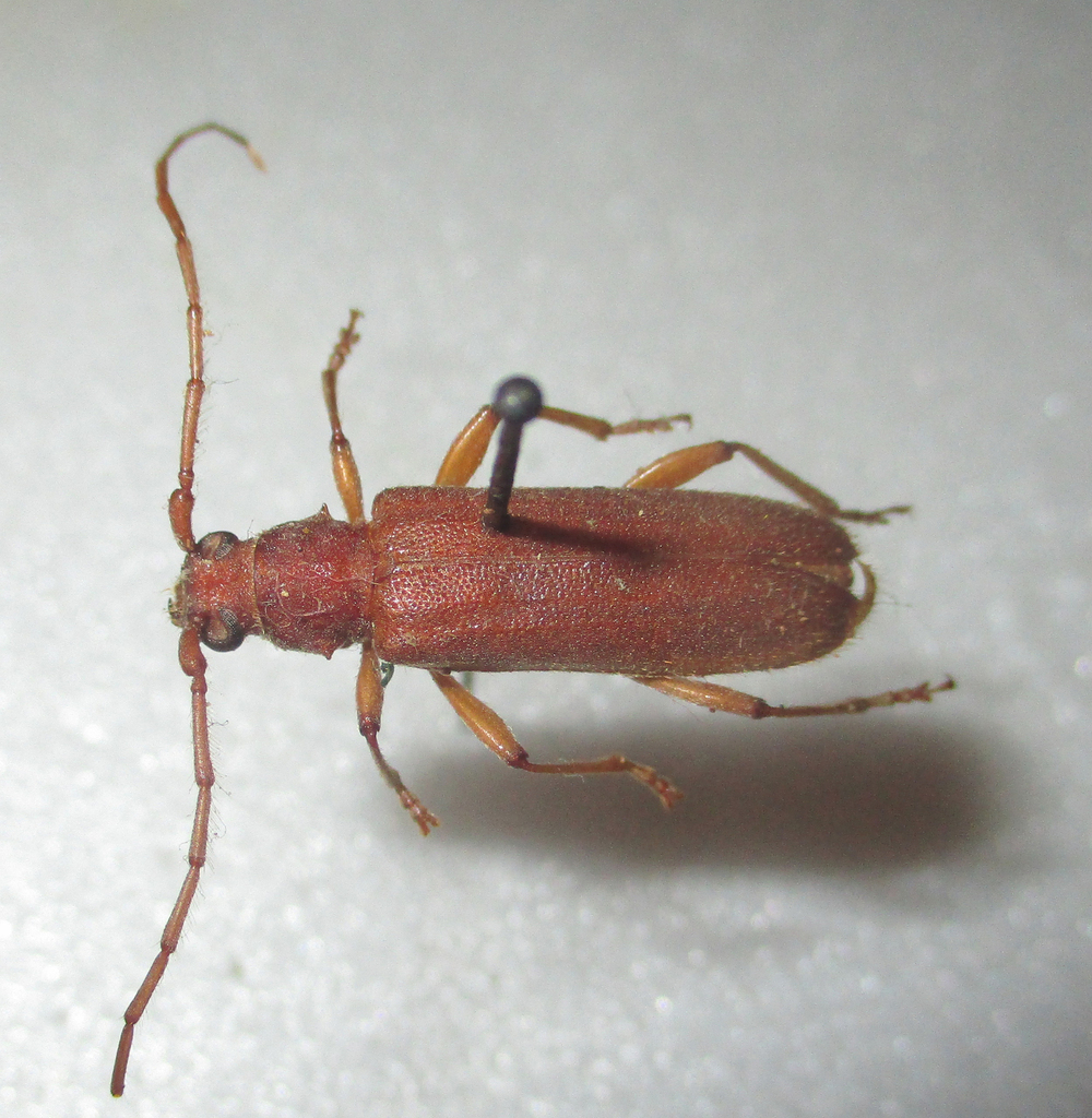 Allogaster