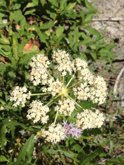 Perideridia parishii