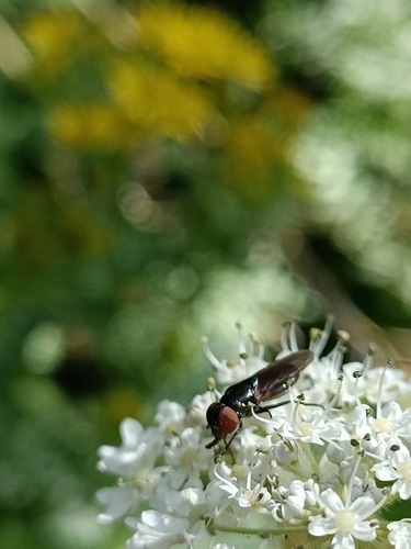 Dark-winged Chrysogaster photo 3