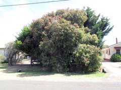 Corymbia ficifolia