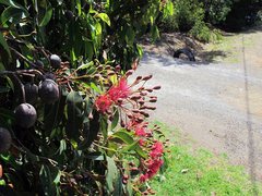 Corymbia ficifolia
