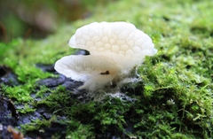 Favolaschia pustulosa