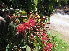 Corymbia ficifolia