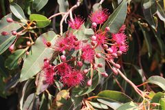 Corymbia ficifolia