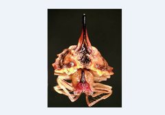 Araneoidea
