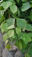 Pueraria montana lobata