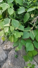 Pueraria montana lobata