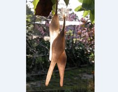 Ordgarius magnificus