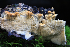 Cerrena zonata