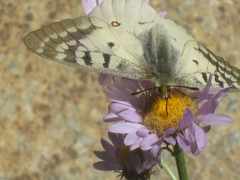 Parnassius clodius
