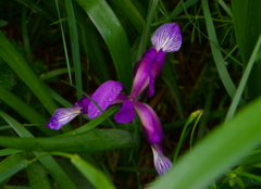 Iris graminea