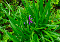 Iris graminea