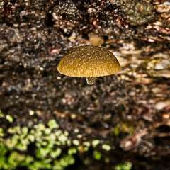 Simocybe phlebophora