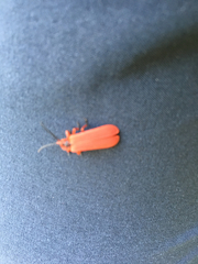 Dictyoptera simplicipes