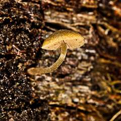 Simocybe phlebophora