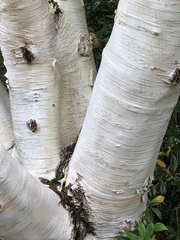 Betula utilis jacquemontii
