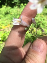 Penstemon brevisepalus