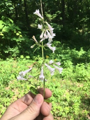 Penstemon brevisepalus