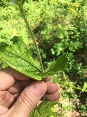 Penstemon brevisepalus