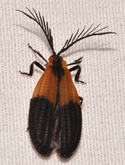 Caenia dimidiata