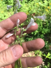 Penstemon brevisepalus