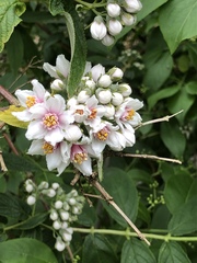 Deutzia