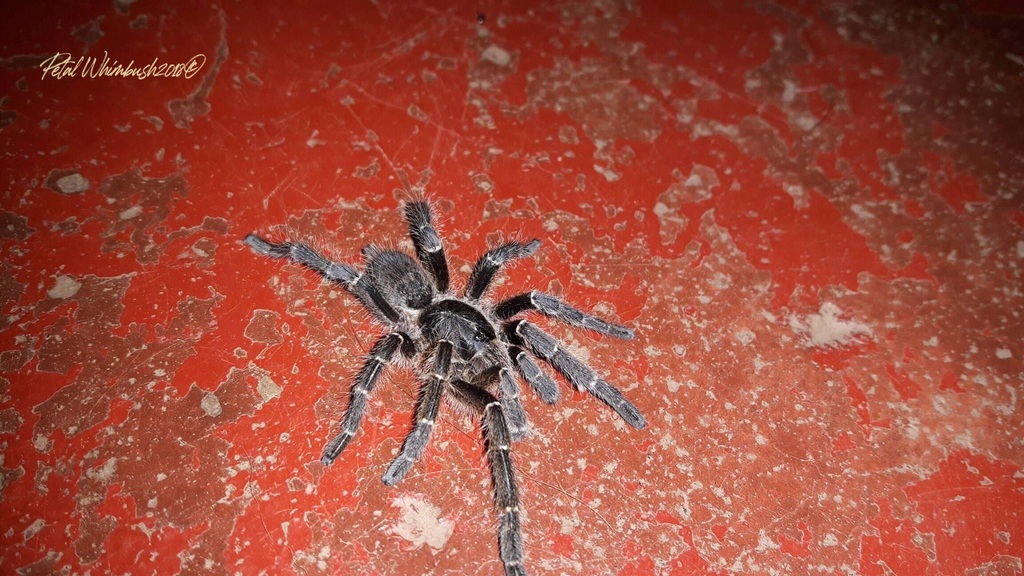 Ceratogyrus hillyardi