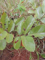 Lannea edulis