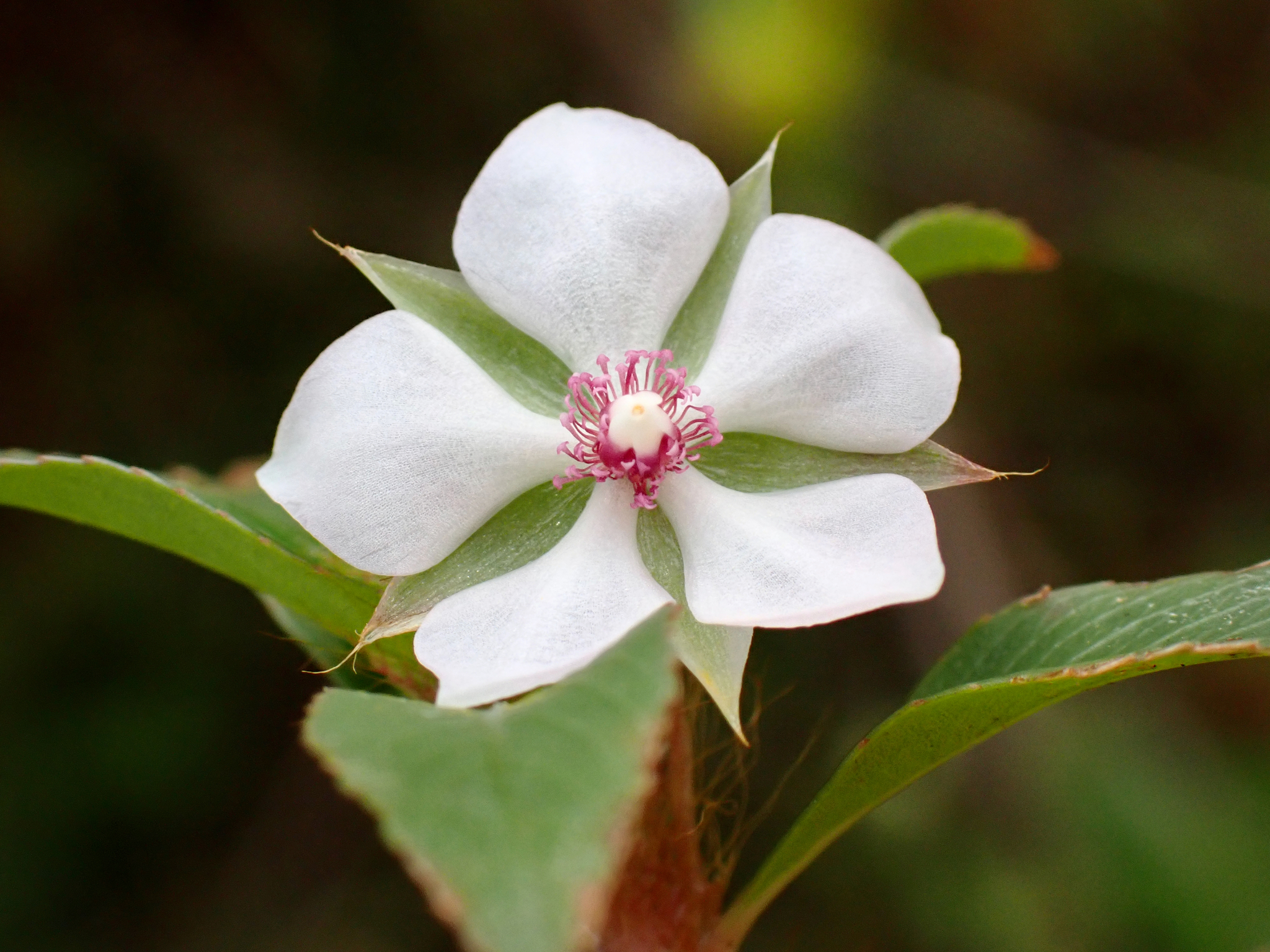 Sauvagesia erecta