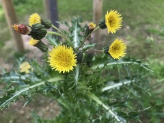 Sonchus asper