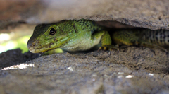 Timon lepidus ibericus