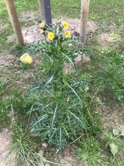 Sonchus asper