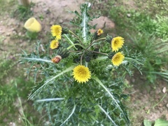 Sonchus asper