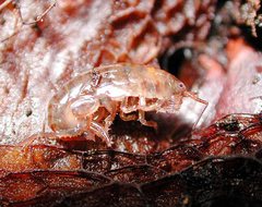 Arcitalitrus sylvaticus