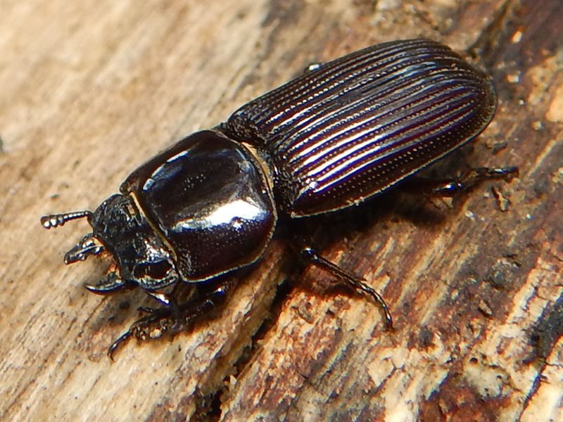 Figulus regularis
