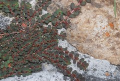 Euphorbia mendezii