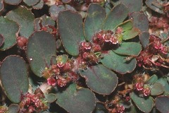 Euphorbia mendezii