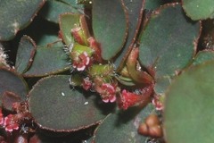 Euphorbia mendezii