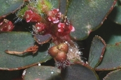 Euphorbia mendezii